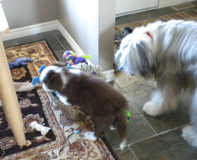 Lily playing with her new toys and brother in Canada